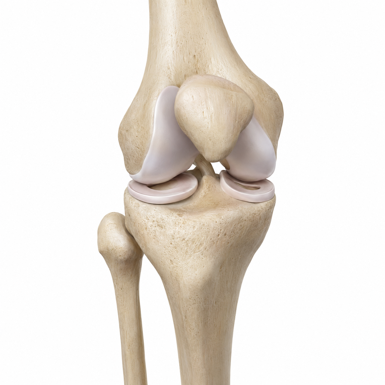 Knie – Kniegelenkmodell